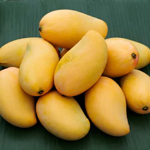 Kesar Mango